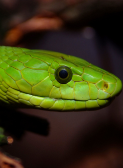 Mamba Verde Oriental Parque De La Naturaleza De Cab Rceno