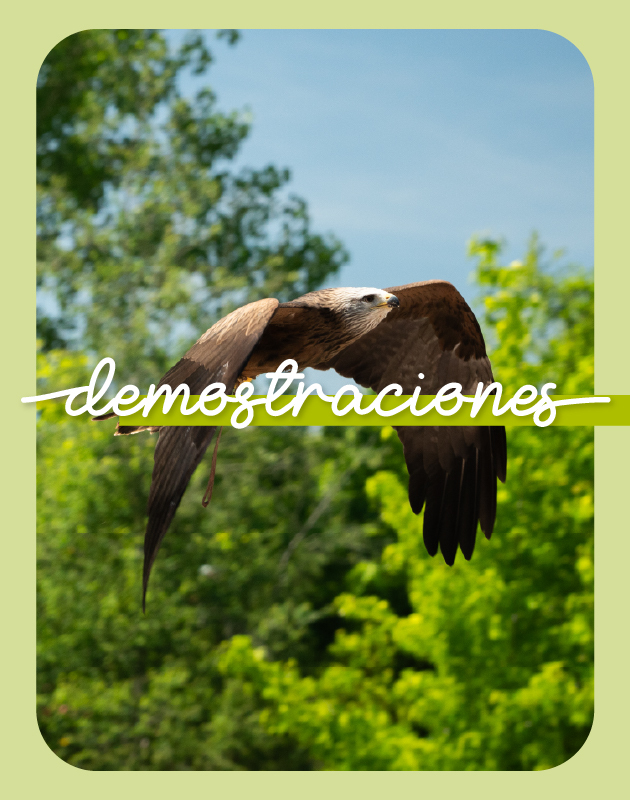 Demostración de rapaces Cabárceno - miniatura experiencias