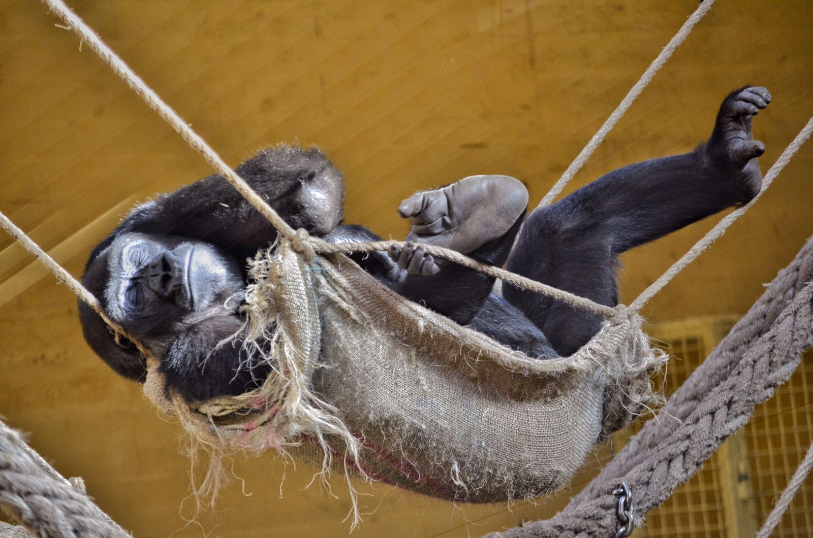 Charla sobre primates