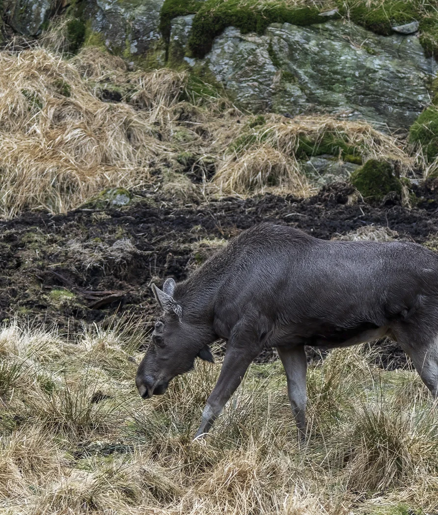 Alce europeo - Parque de la Naturaleza de Cabárceno