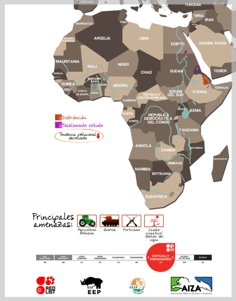 Asno somalí - localización