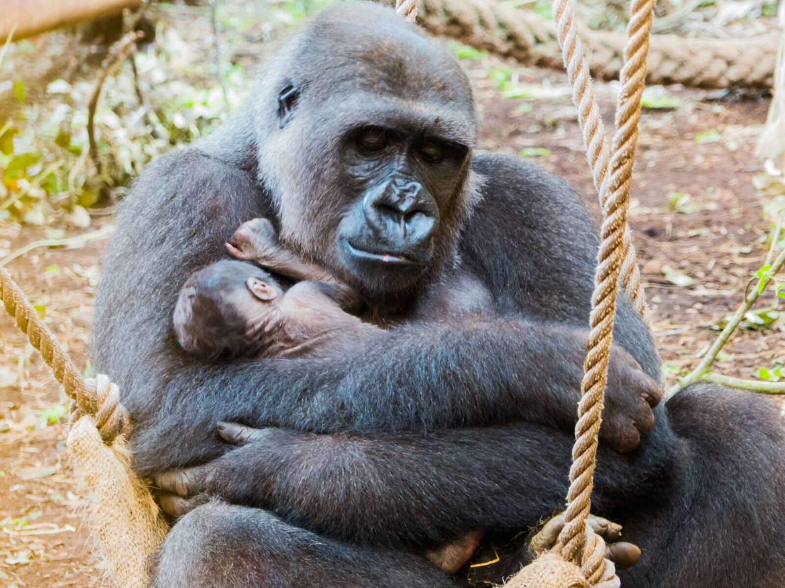 Nace el cuarto gorila en apenas cinco años - Parque de la Naturaleza de  Cabárceno