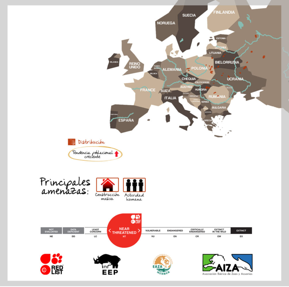 Bisonte europeo - localización