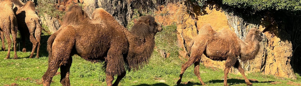 Camello bactriano imagen portada
