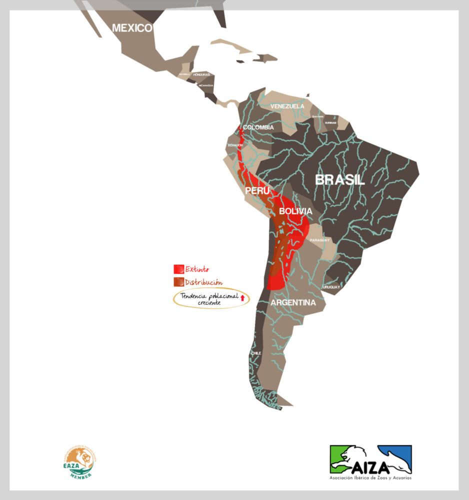 Llama - localización
