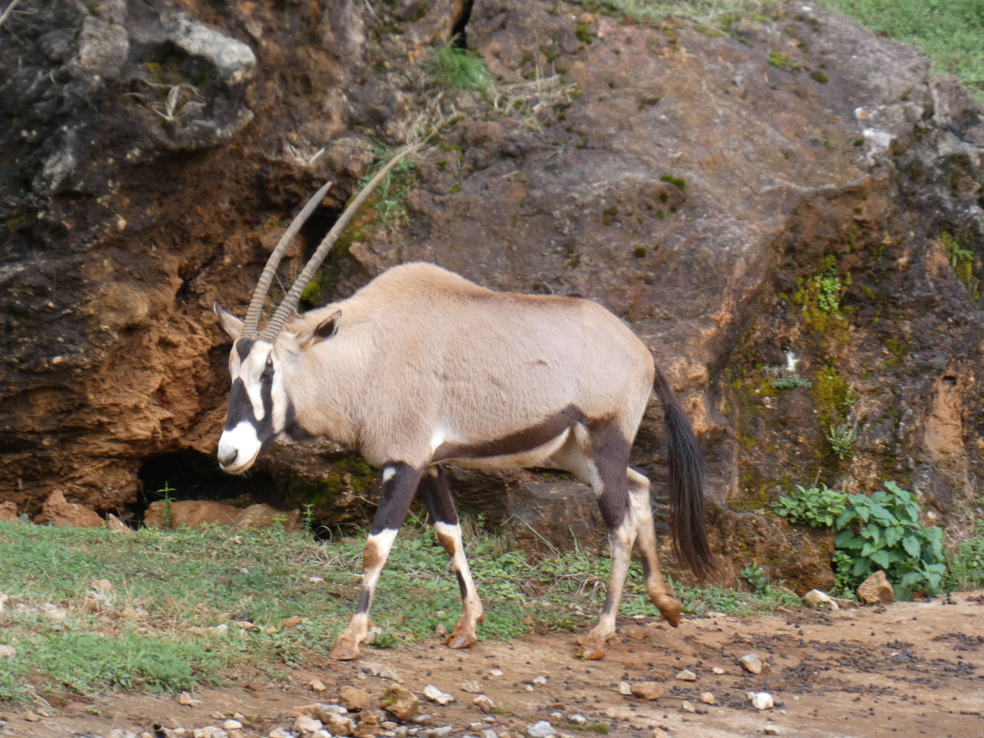 Oryx del Cabo - galería