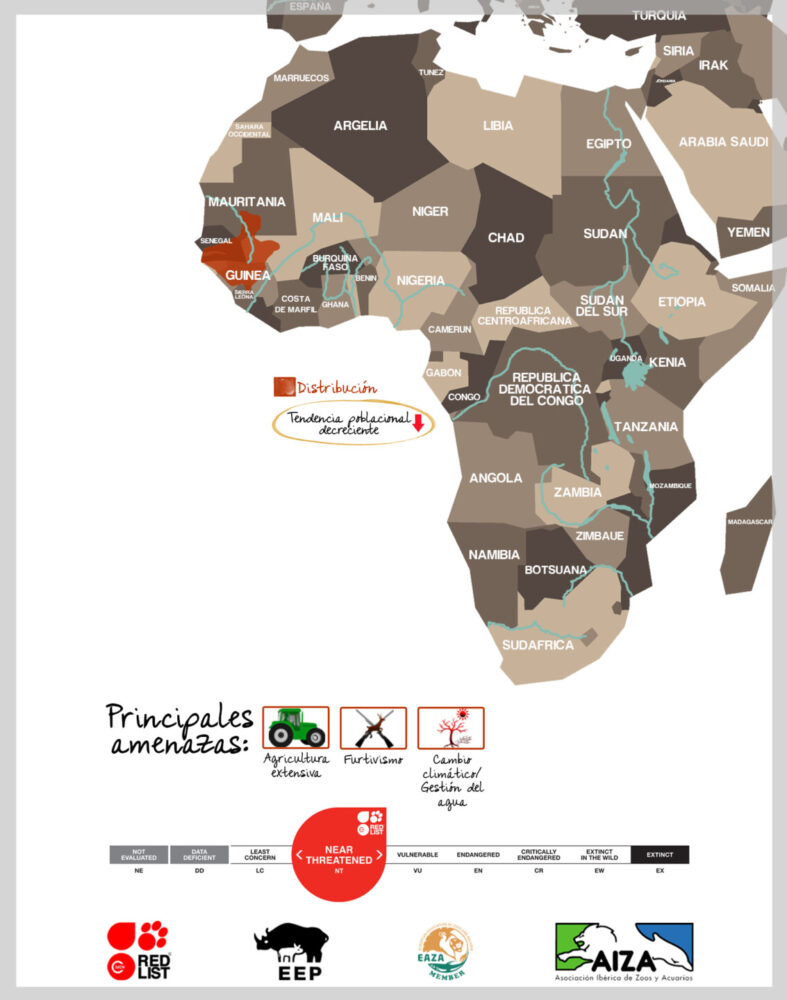 Papión de Guinea - localización