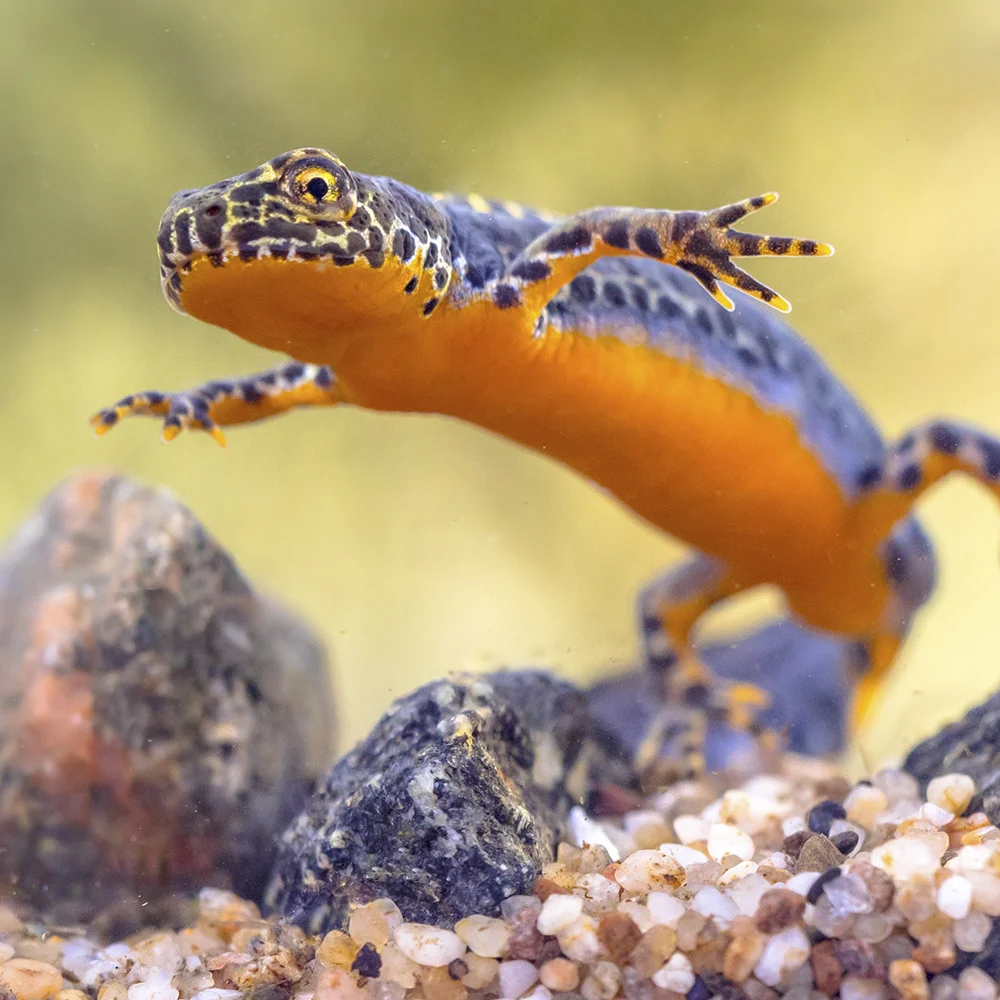 Tritón alpestre - Parque de la Naturaleza de Cabárceno