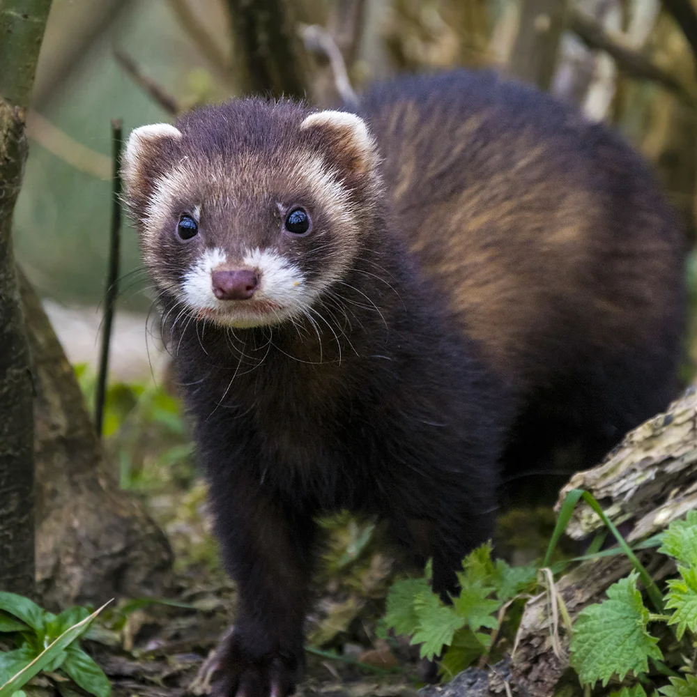 Turón - Parque de la Naturaleza de Cabárceno