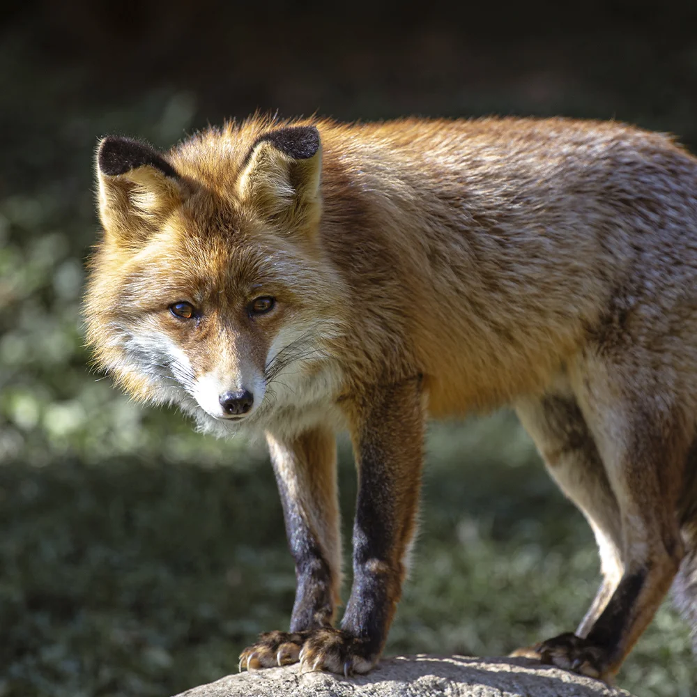 Regla De Bergmann Qué Es Y Cómo Describe A Los Animales