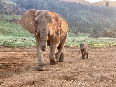 Nueva cria de elefante africano nacida en Cabárceno