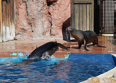 Recinto de leones marinos de nuevo abierto al público