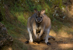 Wallaby - newsletter