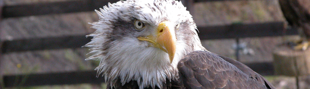 Águila calva americana - cabecera