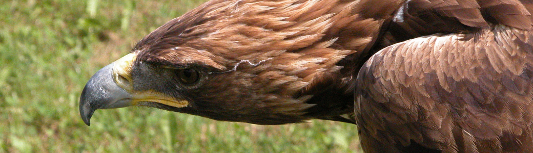Águila real - cabecera