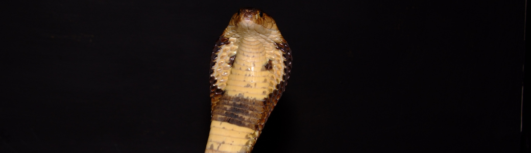 Cobra de monóculo - Cabárceno