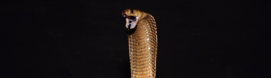 Cobra del cabo cabecera
