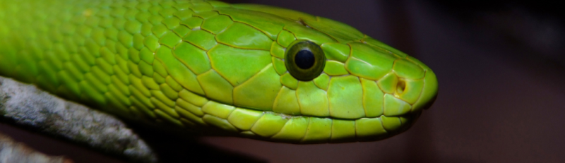 Mamba verde oriental - Parque de la Naturaleza de Cabárceno