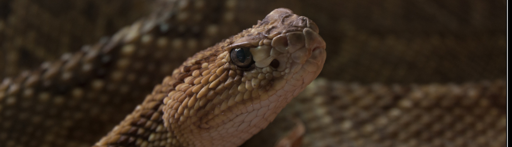 Serpiente de cascabel de Venezuela - menú