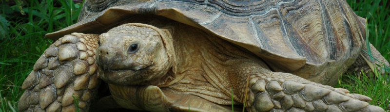 Tortuga De Espuelas Africana Parque De La Naturaleza De Cab rceno tortuga-de-espuelas-africana-parque-de-la-naturaleza-de-cab-rceno