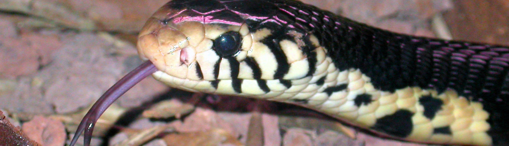 Cobra de bosque - cabecera