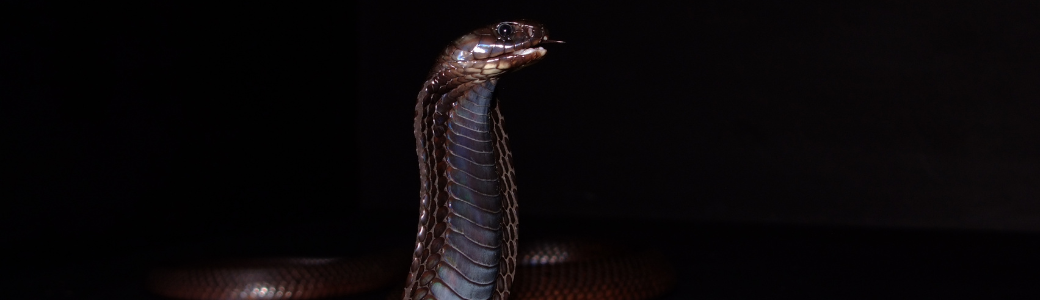 Cobra de Marruecos Cabárceno