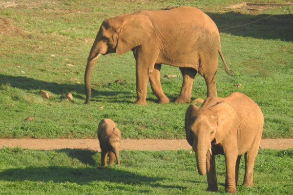 Luena, la elefanta de Cabárceno - noticia