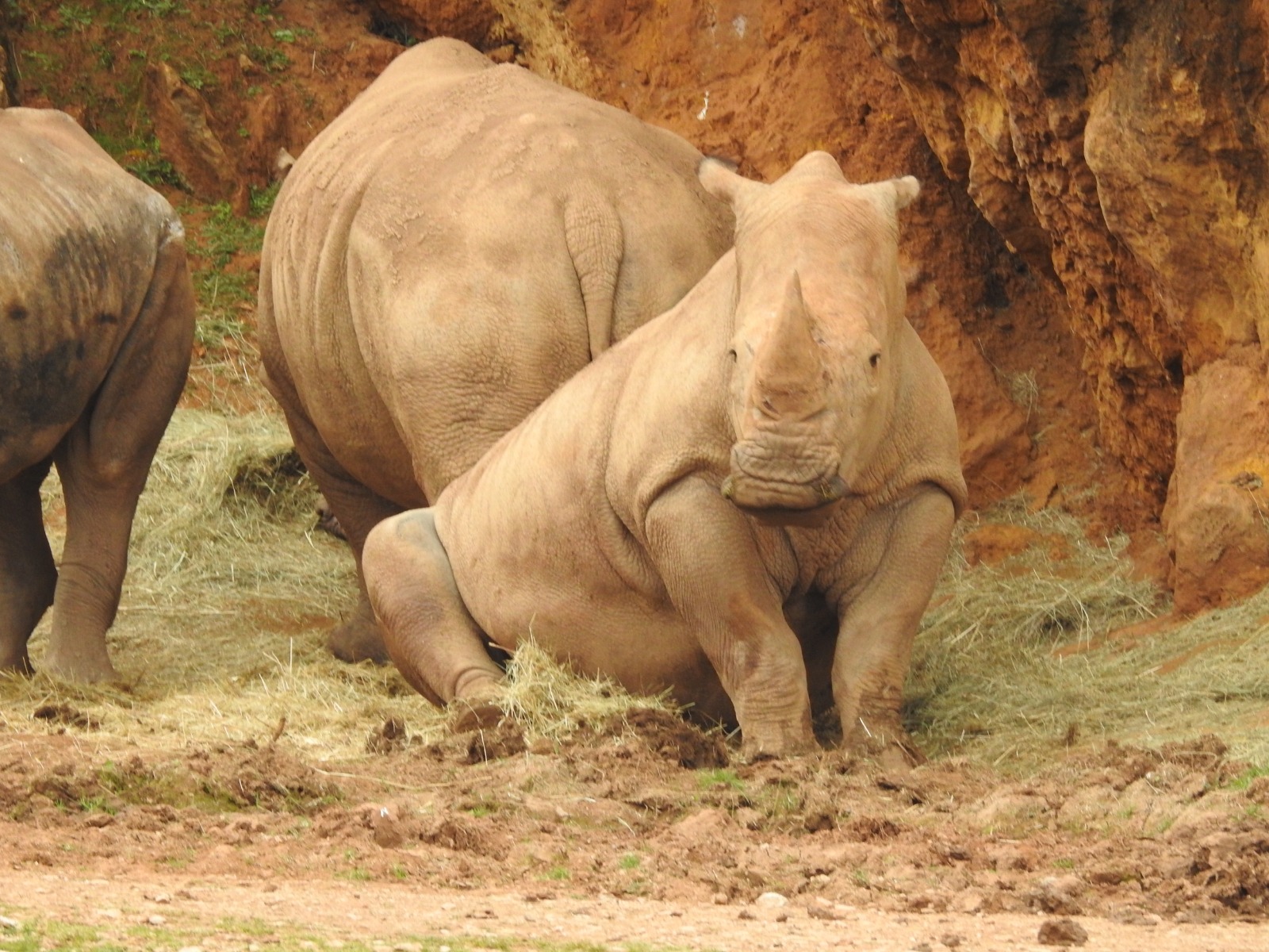 Sena se incorpora a la manada de rinocerontes blancos de Cabárceno