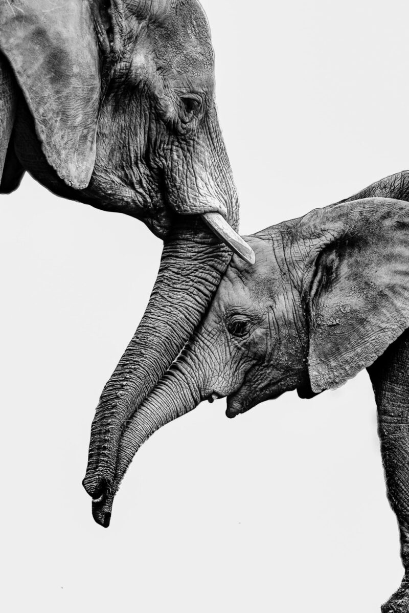 Una foto de Cabárceno, finalista del concurso internacional de