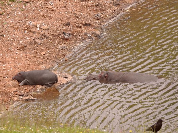 Nace una nueva cría de hipopótamo en Cabárceno