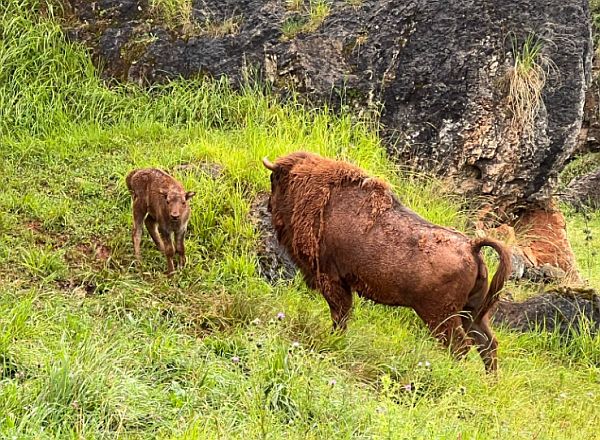 Cabárceno celebra el nacimiento de una nueva hembra de bisonte lowland