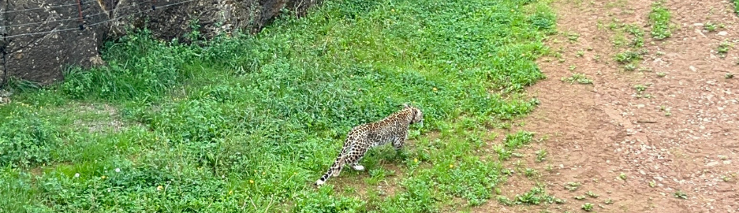 Leopardo persa Cabárceno - cabecera