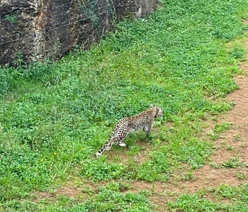 Cabárceno incorpora una nueva especie protegida