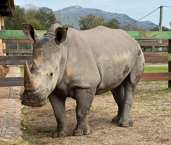 Cabárceno incorpora una nueva hembra de rinoceronte blanco