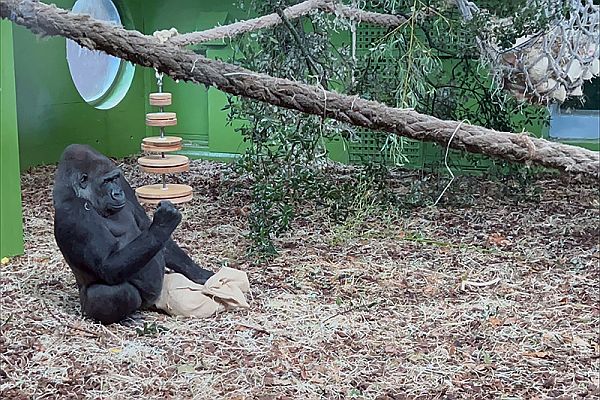 Moja, la gorila más mediática del Parque de Cabárceno, cumple 20 años