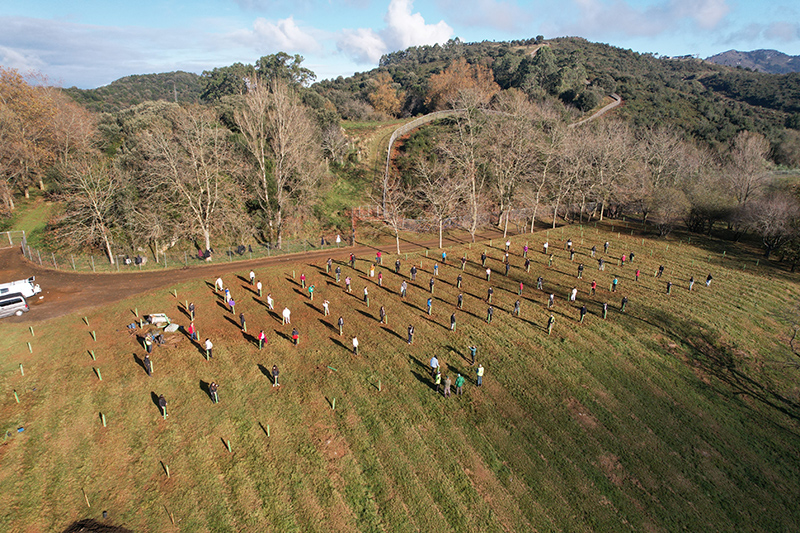 Cabárceno y Bosques de Cantabria plantarán 1.500 árboles en el parque