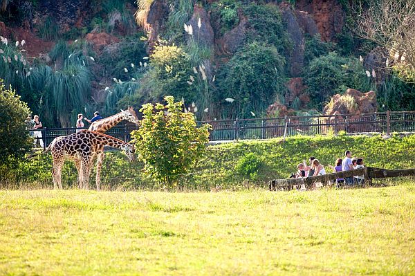 Fallece por causas naturales una de las jirafas del Parque de la Naturaleza de Cabárceno