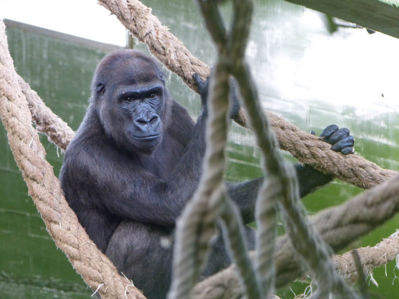 El Parque de la Naturaleza de Cabárceno recibe un nuevo gorila hembra procedente del Zoo de Frankfurt