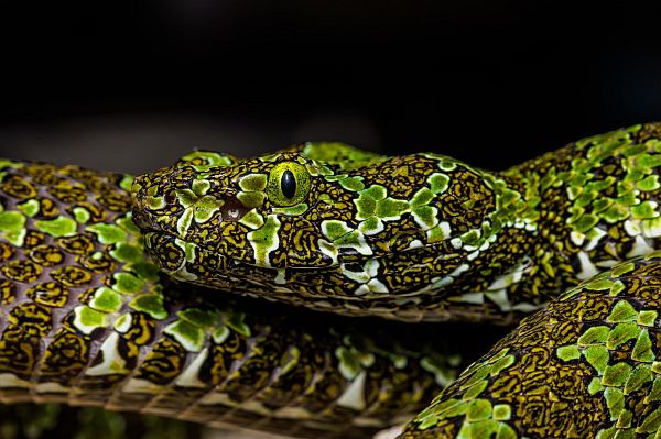 Cabárceno incorpora tres nuevas especies de serpientes venenosas