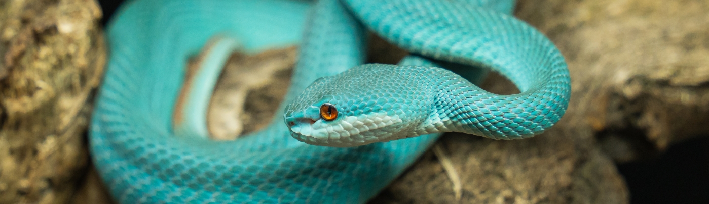 Víbora de fosetas azul – Parque de Cabárceno Víbora de fosetas azul - Parque de Cabárceno