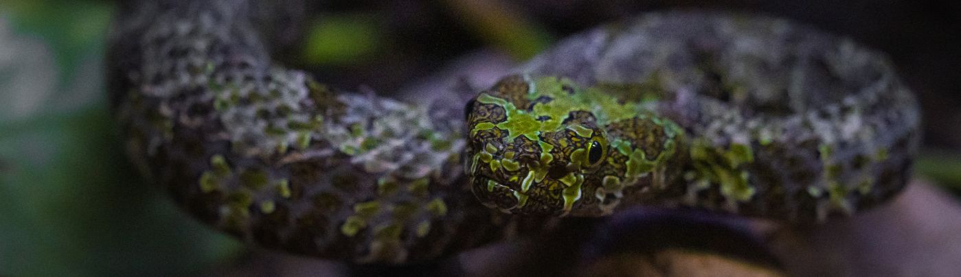 Víbora del musgo – Parque de Cabárceno Víbora del musgo - Parque de Cabárceno