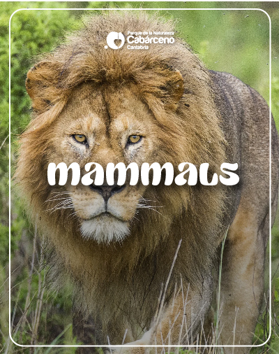 Mammals