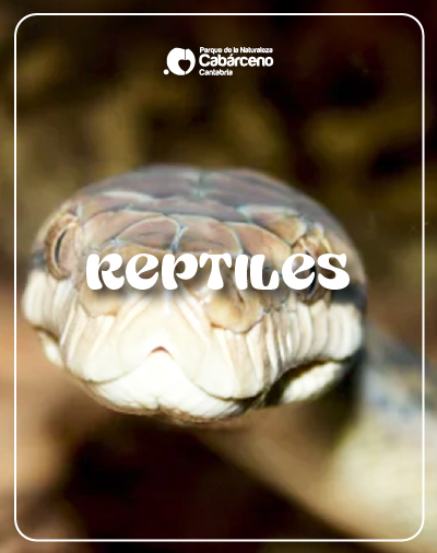 Reptiles