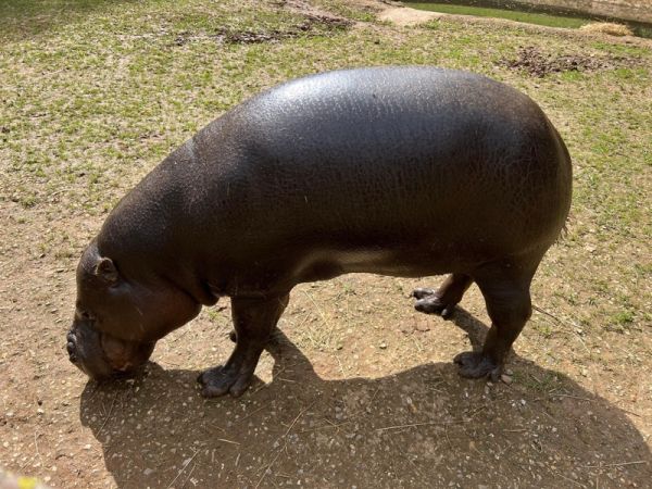 El Parque de la Naturaleza de Cabárceno y el Zoo de Basilea intercambian sus ejemplares macho de hipopótamo pigmeo