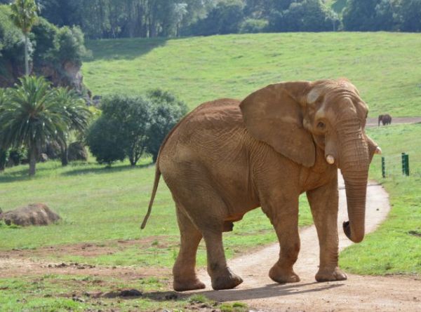Cabárceno despide a Jums, el macho dominante de la manada de elefantes africanos del parque