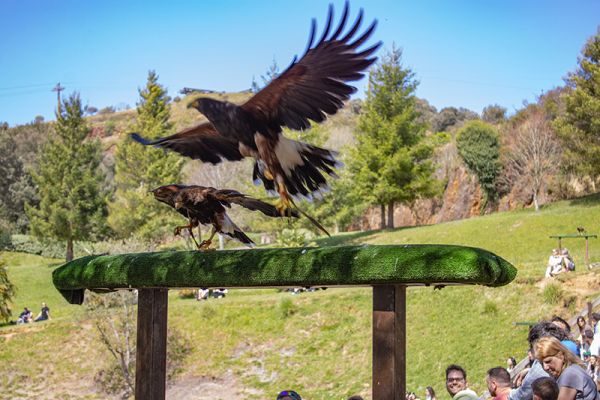 Cabárceno, una de las instalaciones más demandadas en el puente