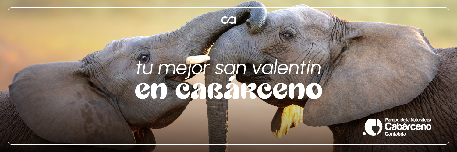 https://parquedecabarceno.com/san-valentin-en-cabarceno/