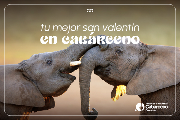 San Valentín en Cabárceno