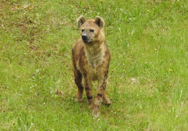 La hiena se traslada a un nuevo recinto