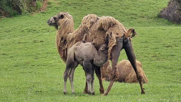 Cabárceno celebra el octavo nacimiento de un ejemplar de camello bactriano